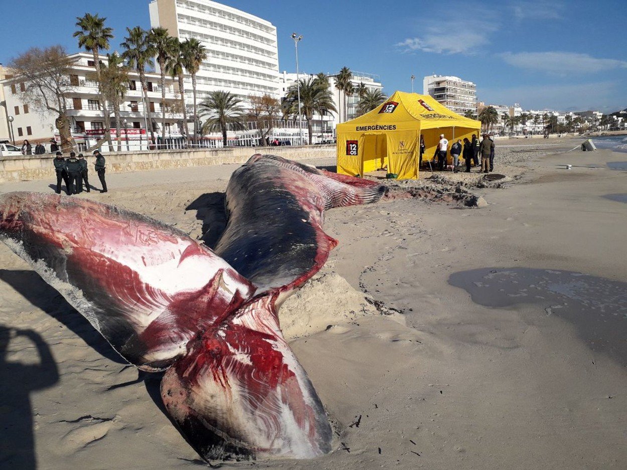 Balena insarcinata, moarta pe plaja! E IREAL ce au gasit oamenii in pantecele ei, pe langa fetus