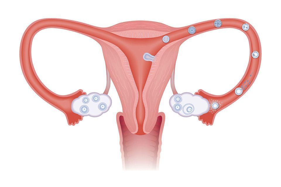 Ce este ovulatia si cand are loc