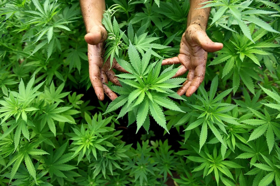 Locul de origine al cannabisului a fost descoperit de savanti