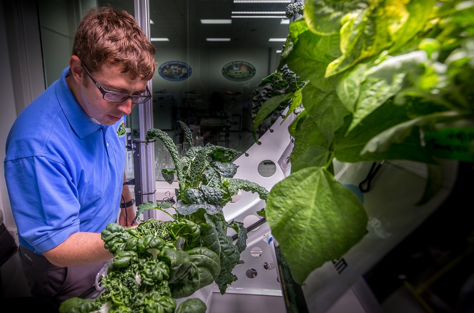 NASA vrea sa creasca legume in spatiu