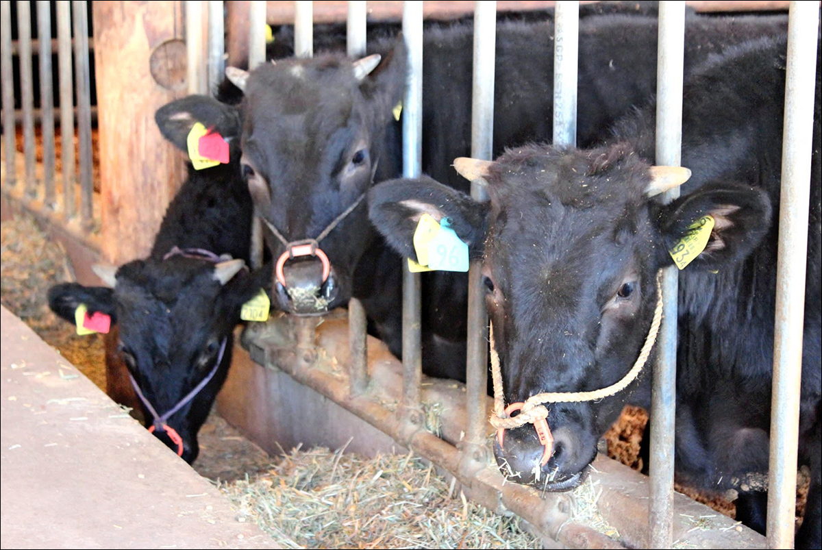 Prima vacă clonată din lume, Kaga, a murit