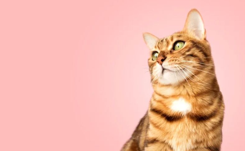 Singurul fruct care face pisicile fericite. Specialiștii veterinari îl recomandă zilnic Singurul fruct care face pisicile fericite. Specialiștii veterinari îl recomandă zilnic