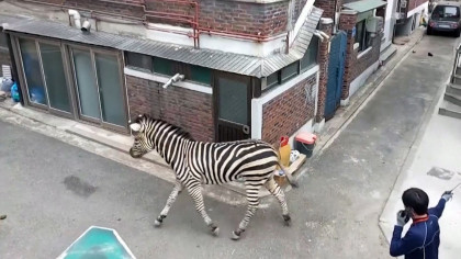 VIDEO. Zebră evadată, la plimbare prin oraș. Animalul a devenit vedetă pe internet
