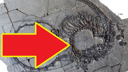 MITURI confirmate! Cercetătorii au găsit scheletul unui DRAGON adevărat