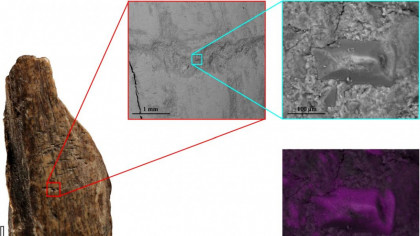 Incredibil! Ce făceau NEANDERTHALIENII cu OASELE de leu de peșteră?