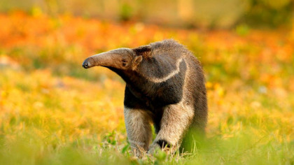 MAMIFERELE au evoluat în FURNICARI de 12 ori de când au dispărut dinozaurii