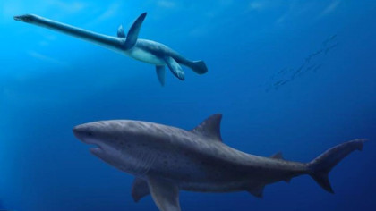 Cel mai bătrân STRĂMOȘ al RECHINILOR înota în apele Australiei pe vremea dinozaurilor