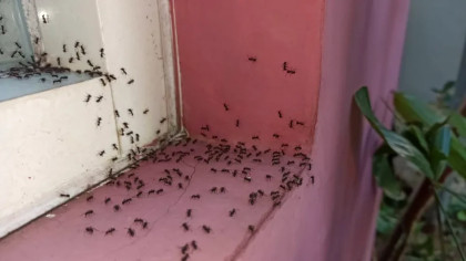 Ce ulei să folosești să scapi de furnici: e bun și împotriva muștelor, termitelor sau căpușelor