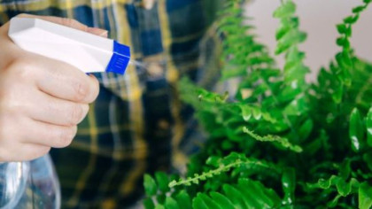 Trucul simplu pentru plantele de apartament atunci când plecăm de acasă